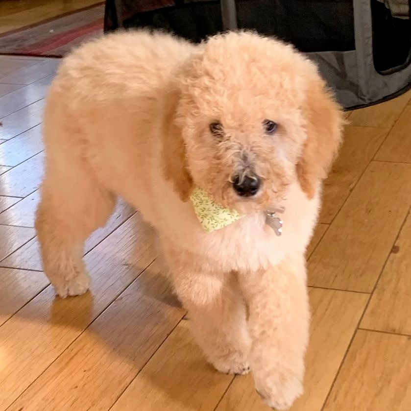 Saugus goldendoodle puppies with curly coat 