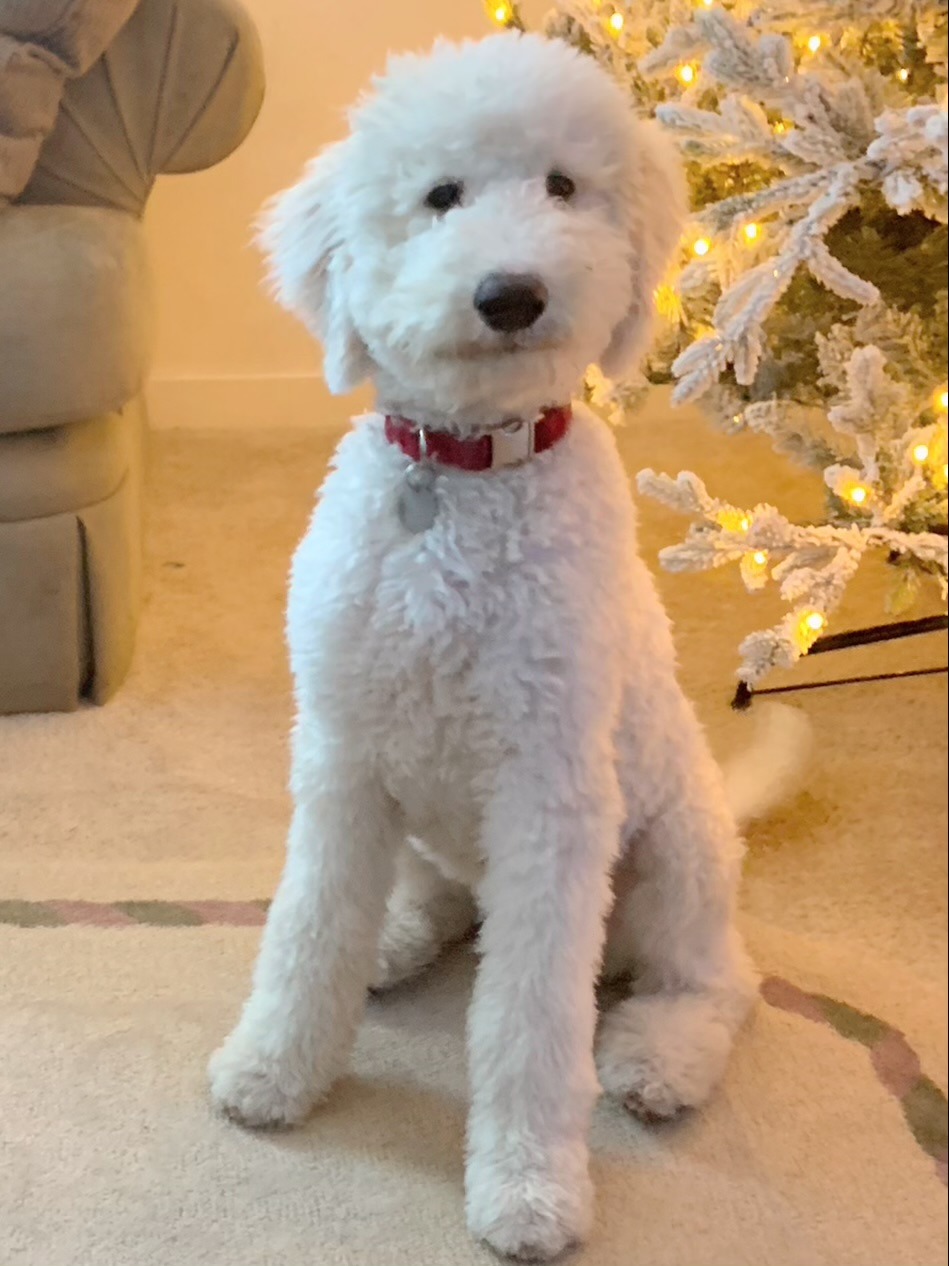 Saugus goldendoodle puppies with wavy coat